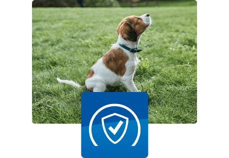 Cățeluș așezat în aer liber