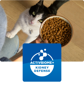 O pisică se uită la un castron de mâncare pentru pisici